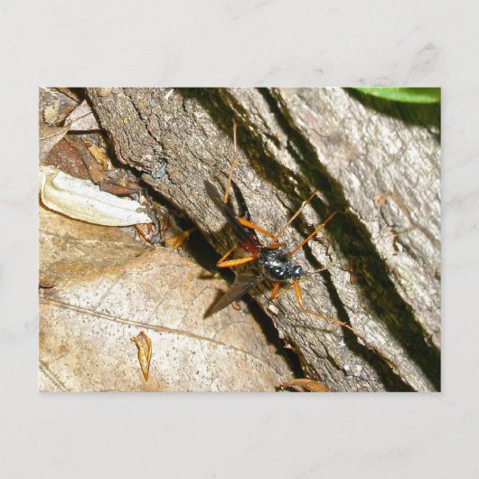 Mayfly女性用はがき ポストカード (正面)