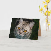McGonagall猫の挨拶状 カード (黄色い花)