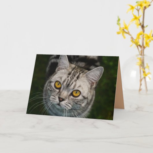 McGonagall猫の挨拶状 カード (黄色い花)