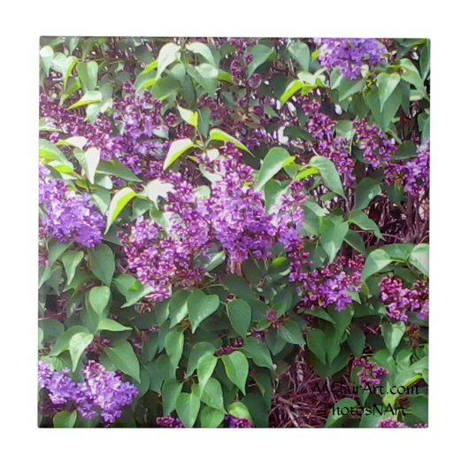 MClairArtのPhotosNArtの春の花のセラミックタイル タイル (正面)