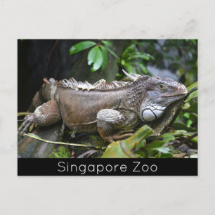 Me Lizardシンガポール動物園を見る シーズンポストカード