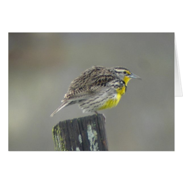 Meadowlark西部のカード (正面横)