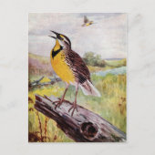 Meadowlark on a Branch ポストカード (正面)