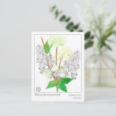 Meadowsweet Herb Materia Medicaナレッジカード ポストカード (スタンド正面)