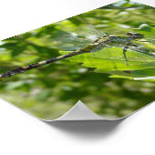 Mebourne Dragonfly ポスター (角)