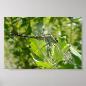 Mebourne Dragonfly ポスター (正面)