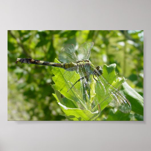 Mebourne Dragonfly ポスター (正面)