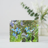 Meconopsis betonicifolia ポストカード (スタンド正面)