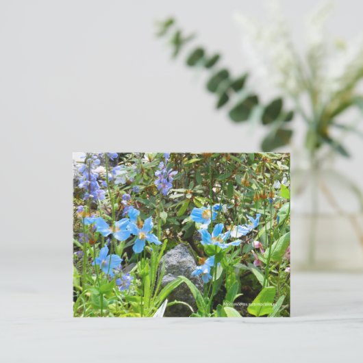 Meconopsis betonicifolia ポストカード (スタンド正面)