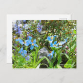 Meconopsis betonicifolia ポストカード (正面/裏面)