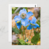 Meconopsis betonicifolia [Postcard] ポストカード (正面/裏面)