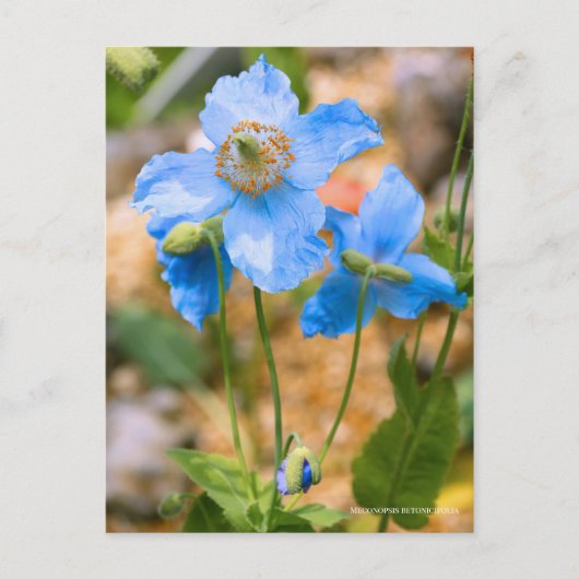 Meconopsis betonicifolia [Postcard] ポストカード (正面)