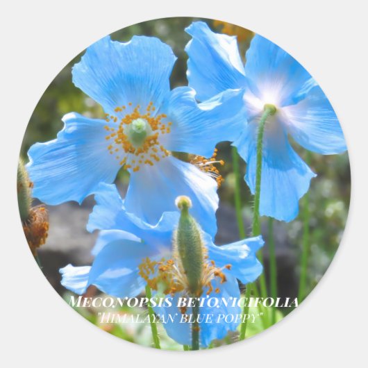 Meconopsis betonicifolia [Round Seal] ラウンドシール (正面)