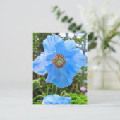 Meconopsis grandis ポストカード (スタンド正面)
