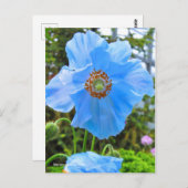 Meconopsis grandis ポストカード (正面/裏面)