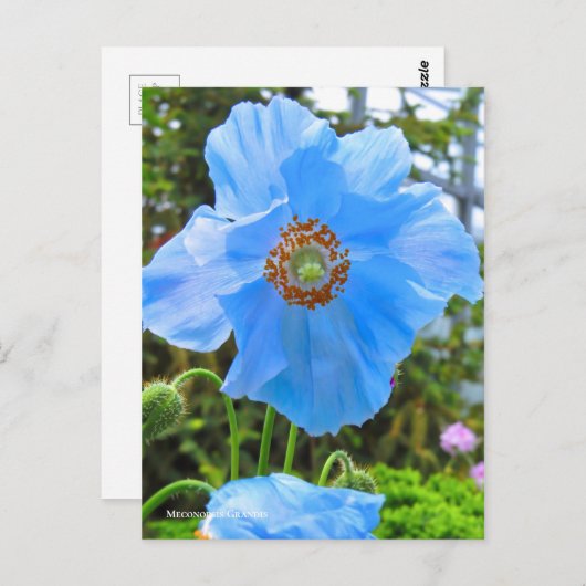 Meconopsis grandis ポストカード (正面/裏面)
