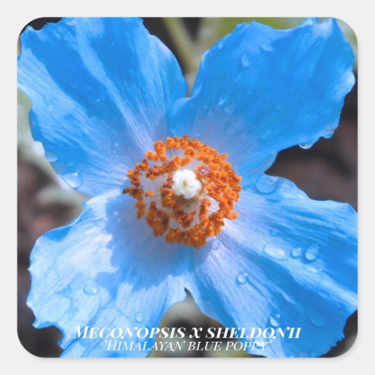 Meconopsis x sheldonii スクエアシール (正面)
