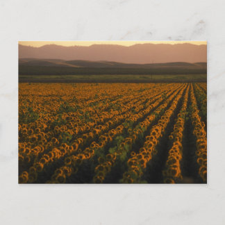 MeddockPhoto_PostCard_Art ポストカード