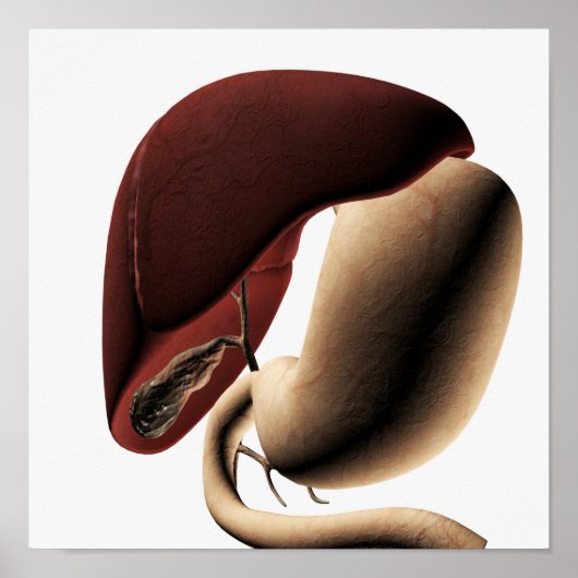 Medical Illustration Of The Liver And Stomach ポスター (正面)
