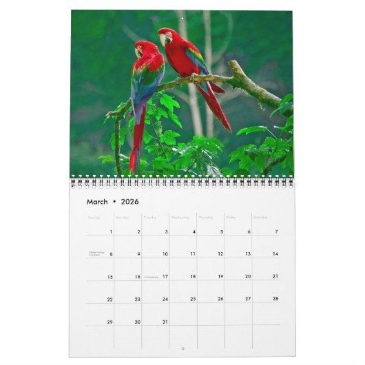 Medium Size Beautiful Birds Calendar カレンダー (3月 2026)