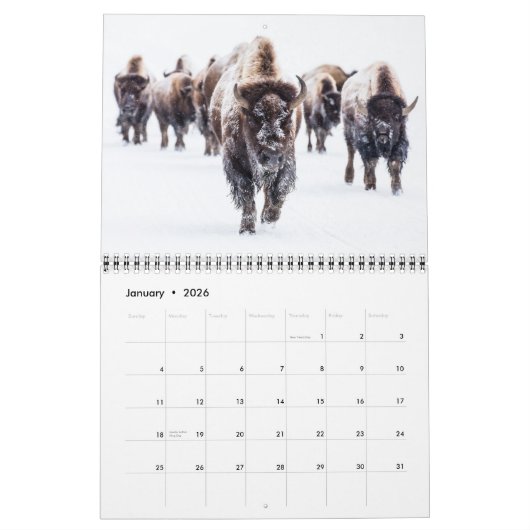 Medium Yellowstone Park Calendar カレンダー (1月 2026)