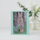 Meercatはがき ポストカード (スタンド正面)