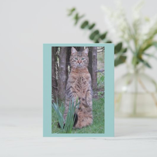 Meercatはがき ポストカード (スタンド正面)