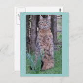 Meercatはがき ポストカード (正面/裏面)