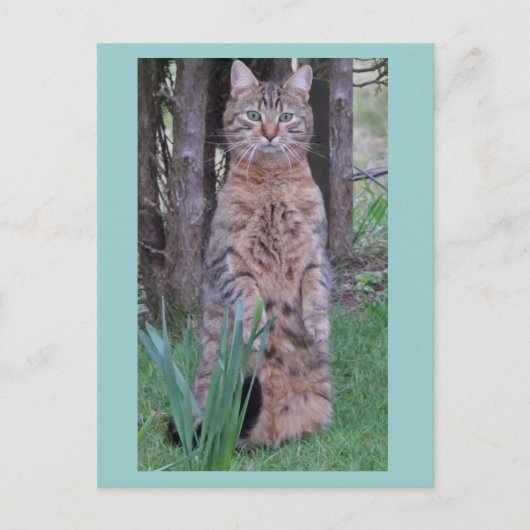 Meercatはがき ポストカード (正面)