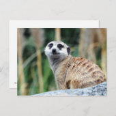 Meercatはがき ポストカード (正面/裏面)