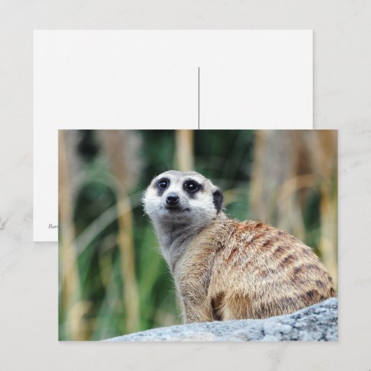 Meercatはがき ポストカード (正面/裏面)