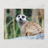 Meercatはがき ポストカード (正面)