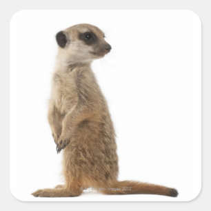 MeerkatかSuricate - Suricataのsuricatta スクエアシール
