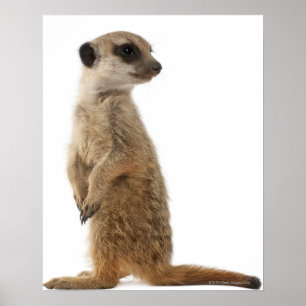 MeerkatかSuricate - Suricataのsuricatta ポスター