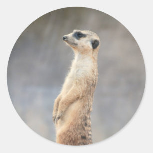 Meerkatのかわいいステッカー ラウンドシール
