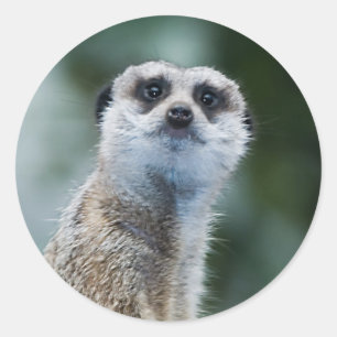 Meerkatのステッカー ラウンドシール