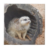 Meerkatのタイル タイル (正面)