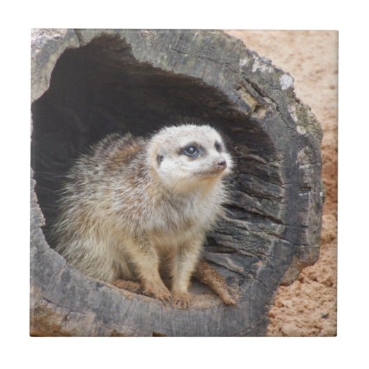 Meerkatのタイル タイル (正面)