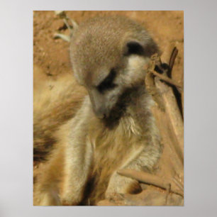Meerkatのチャーミングな写真 ポスター