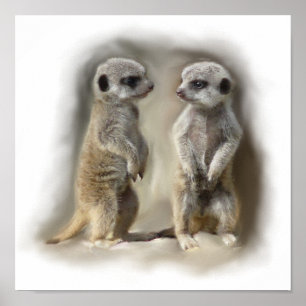 Meerkatのベビーの双生児 ポスター