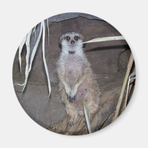 Meerkatの凝視 マグネット