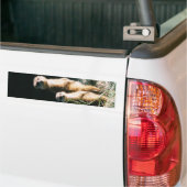 Meerkatの友人のバンパーステッカー バンパーステッカー (トラック上)