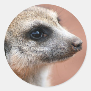 Meerkatの好奇心が強いステッカー ラウンドシール