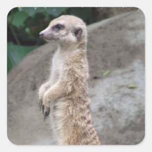 Meerkatの安定させたステッカー スクエアシール