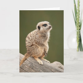 Meerkatの挨拶状 カード