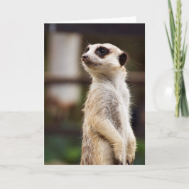 Meerkatの挨拶状 カード