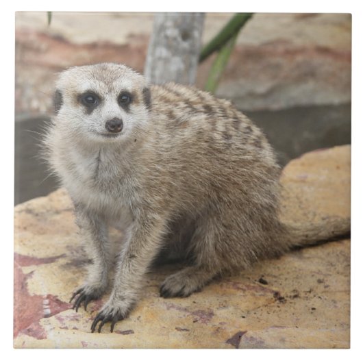 Meerkatの甘い写真 タイル (正面)