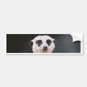 Meerkatの眺望のバンパーステッカー バンパーステッカー