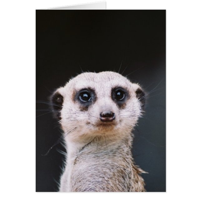 Meerkatの眺望 (正面)