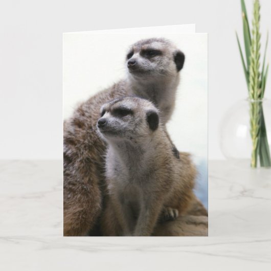 Meerkatの組の挨拶状 カード (正面)